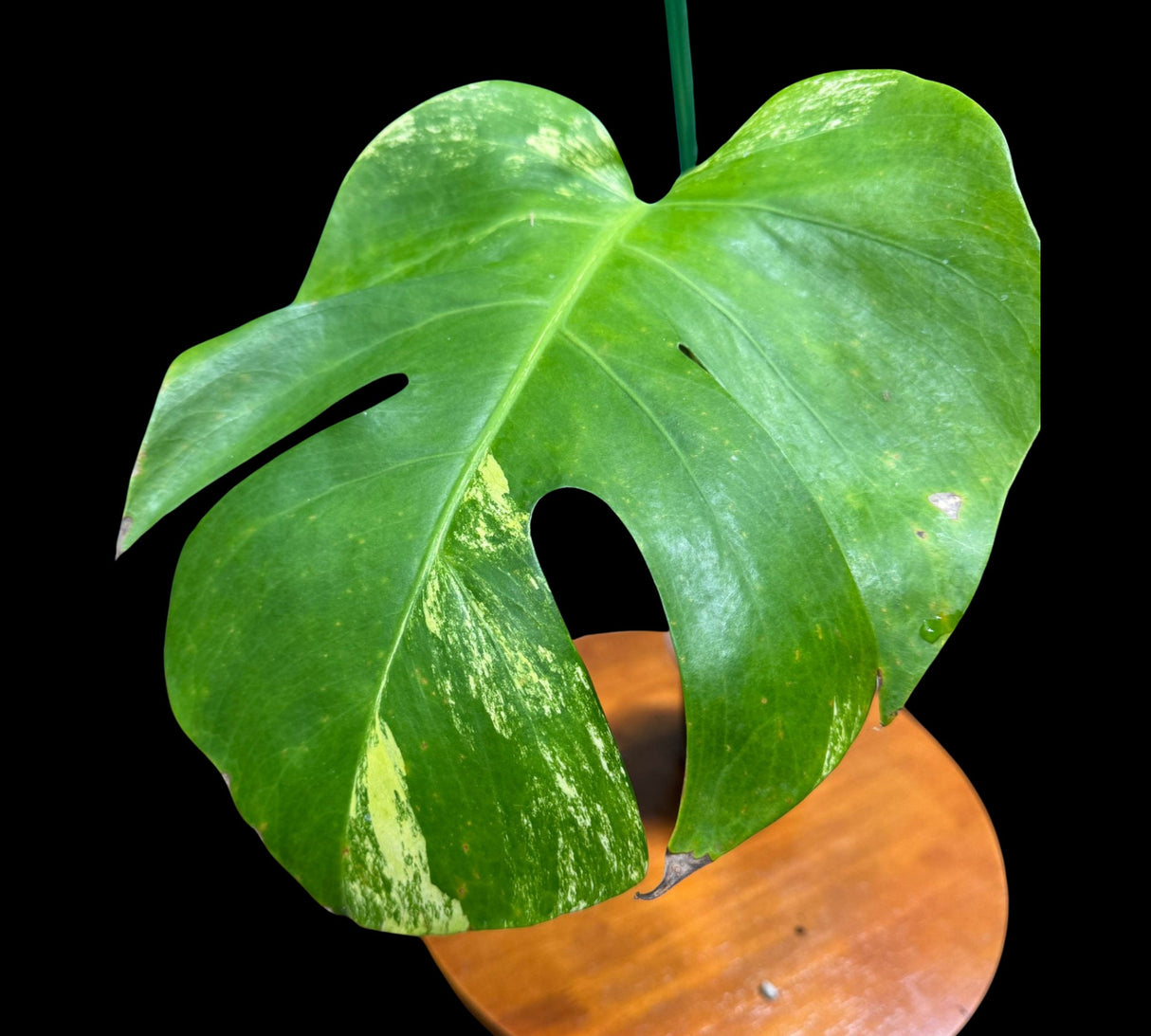 Low Variegated Monstera Aurea Plant in a Nursery Pot - 1 Leaf Monstera Aurea Plant - EXACT SAME Potted Plant as images - US Seller