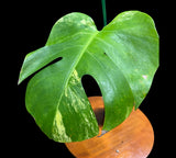 Low Variegated Monstera Aurea Plant in a Nursery Pot - 1 Leaf Monstera Aurea Plant - EXACT SAME Potted Plant as images - US Seller