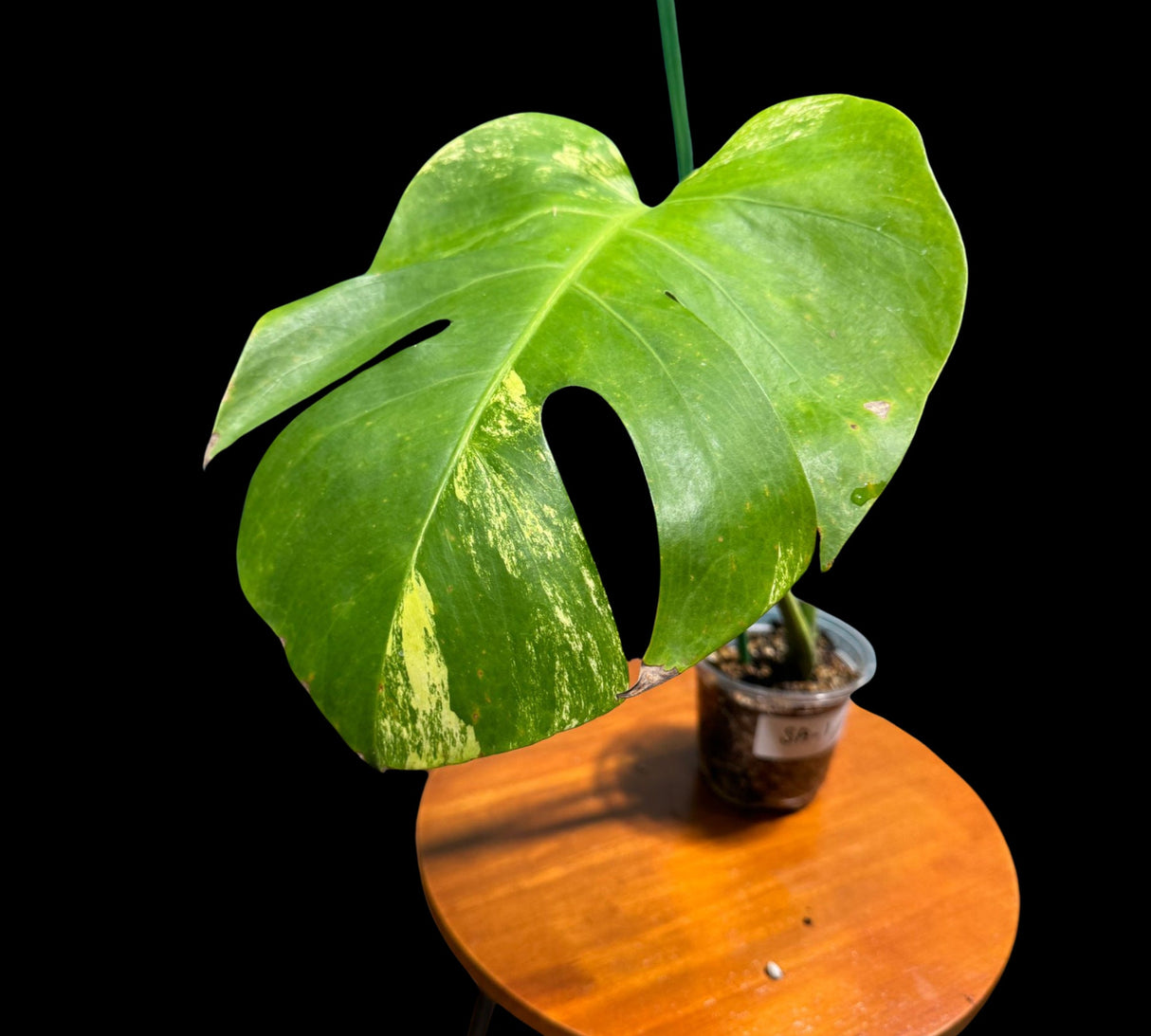 Low Variegated Monstera Aurea Plant in a Nursery Pot - 1 Leaf Monstera Aurea Plant - EXACT SAME Potted Plant as images - US Seller