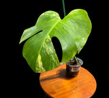 Low Variegated Monstera Aurea Plant in a Nursery Pot - 1 Leaf Monstera Aurea Plant - EXACT SAME Potted Plant as images - US Seller