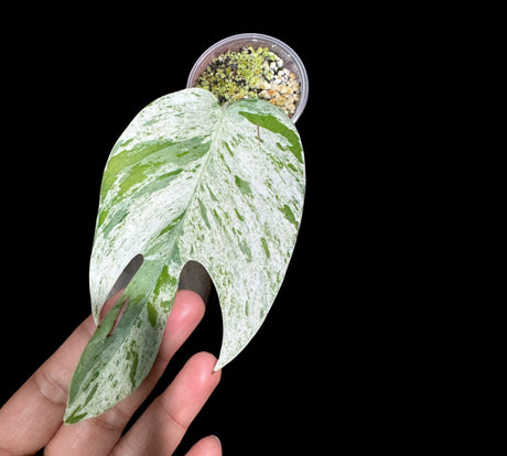 RARE Epipremnum Pinnatum Albo Variegated 1 Leaf Plant in a Nursery Pot - Very High Variegation Plant - SAME Pot as picture - US Seller