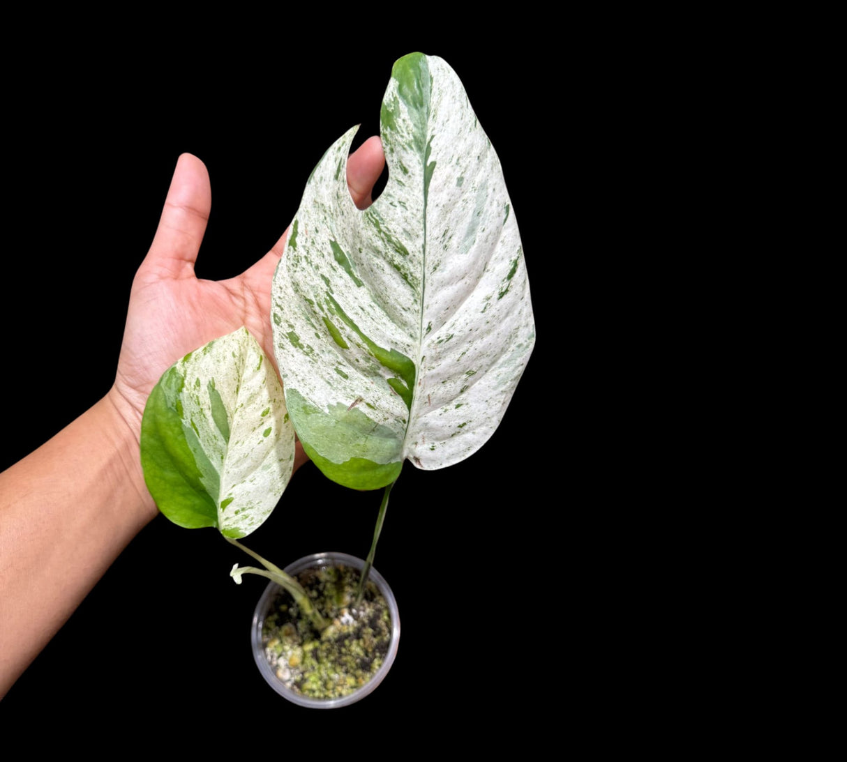RARE Epipremnum Pinnatum Albo Variegated 2 Leaf Plant in a Nursery Pot - Very High Variegation Plant - SAME Pot as picture - US Seller