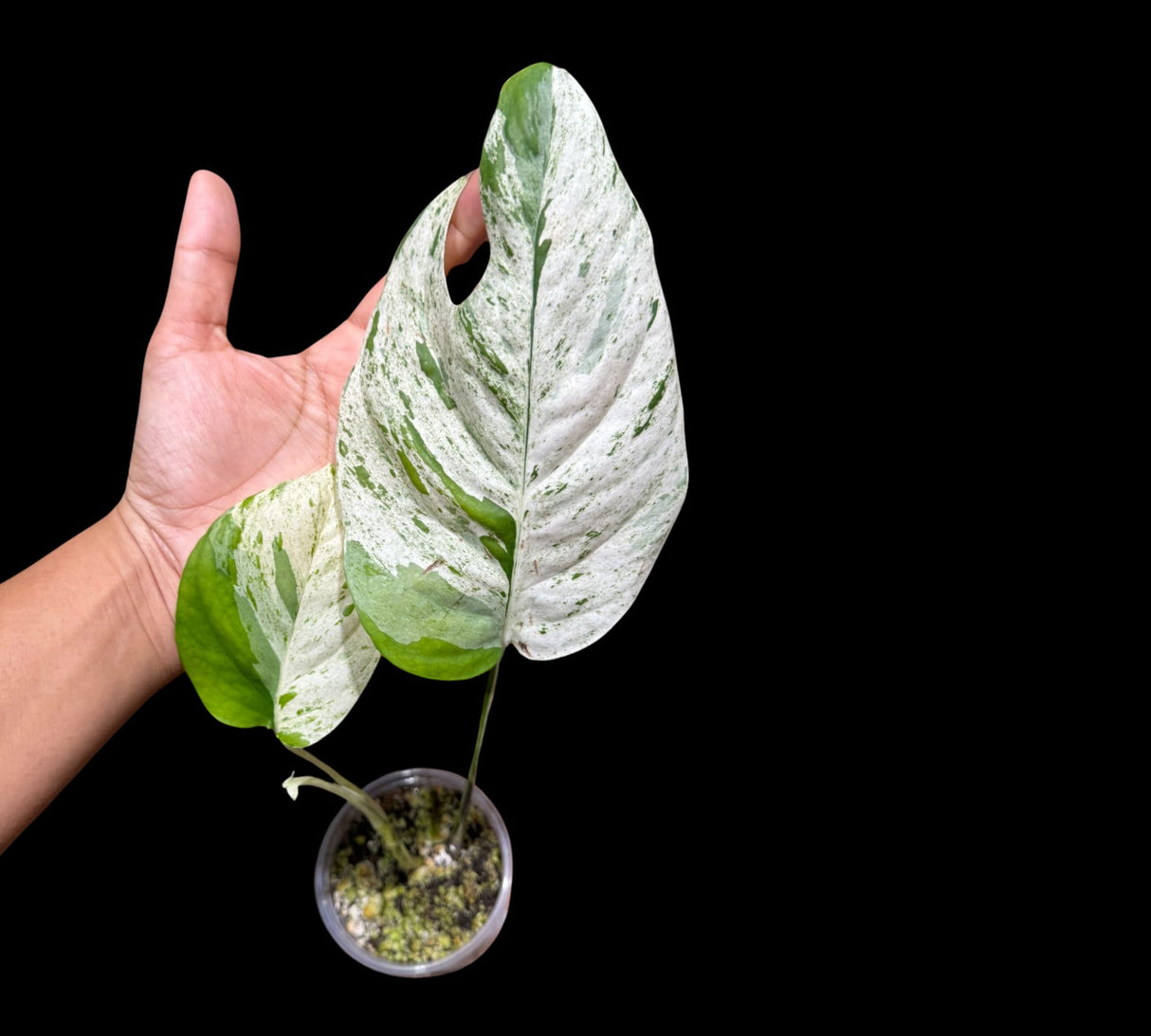 RARE Epipremnum Pinnatum Albo Variegated 2 Leaf Plant in a Nursery Pot - Very High Variegation Plant - SAME Pot as picture - US Seller