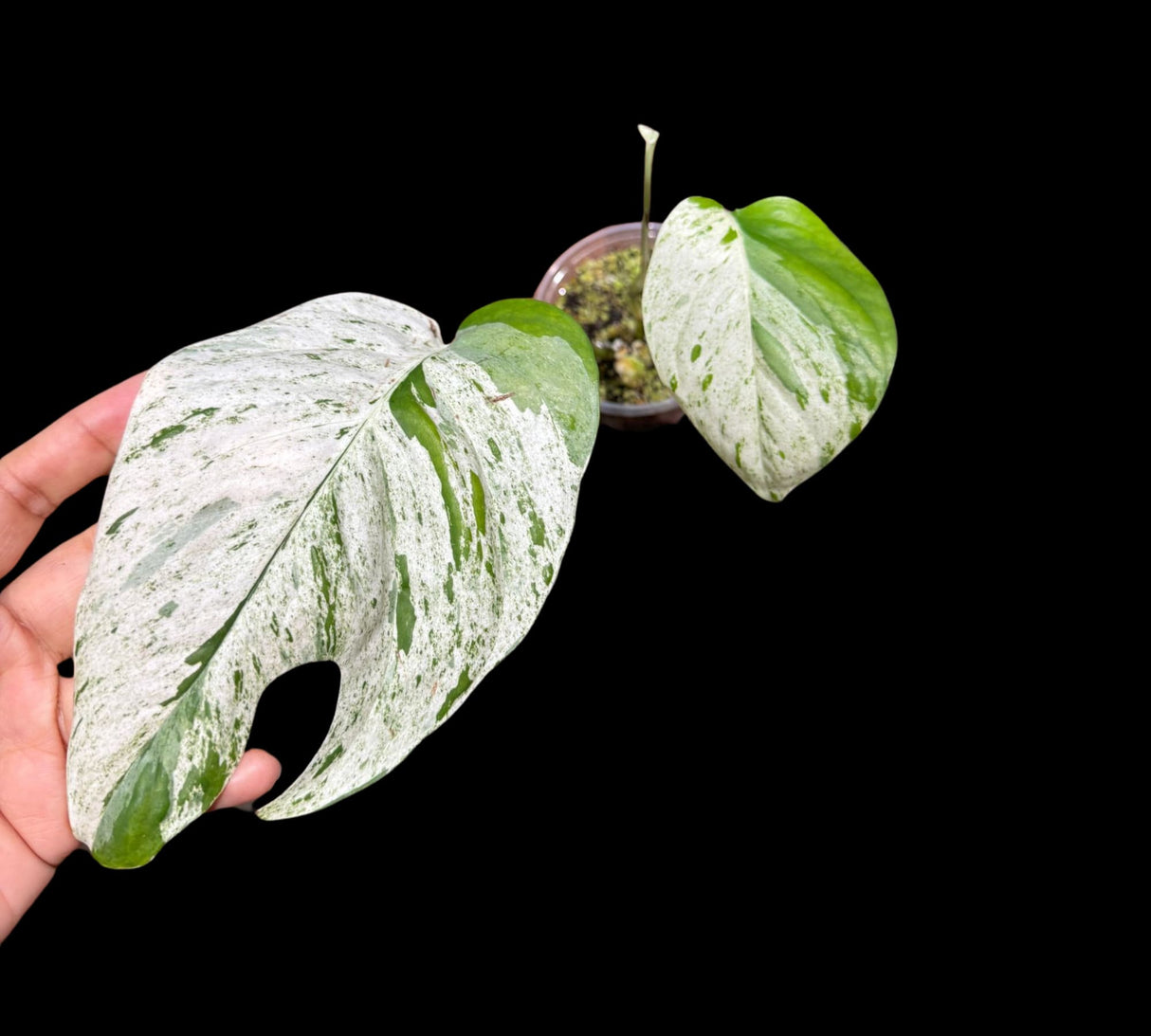 RARE Epipremnum Pinnatum Albo Variegated 2 Leaf Plant in a Nursery Pot - Very High Variegation Plant - SAME Pot as picture - US Seller