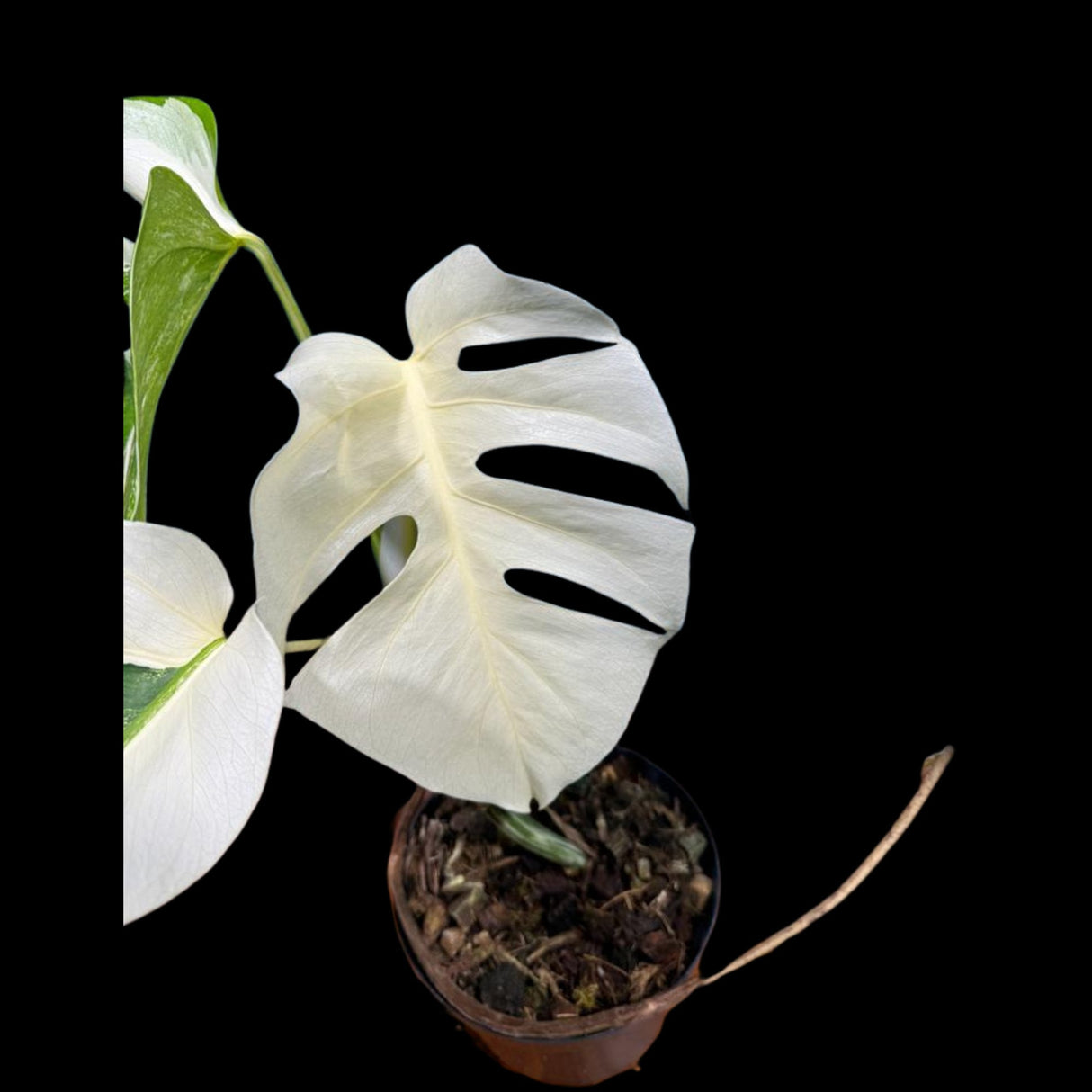 Monstera Albo Mature Plant in a Nursery Pot - Highly Variegated Monstera ALBO - US SELLER Same Plant