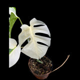 Monstera Albo Mature Plant in a Nursery Pot - Highly Variegated Monstera ALBO - US SELLER Same Plant