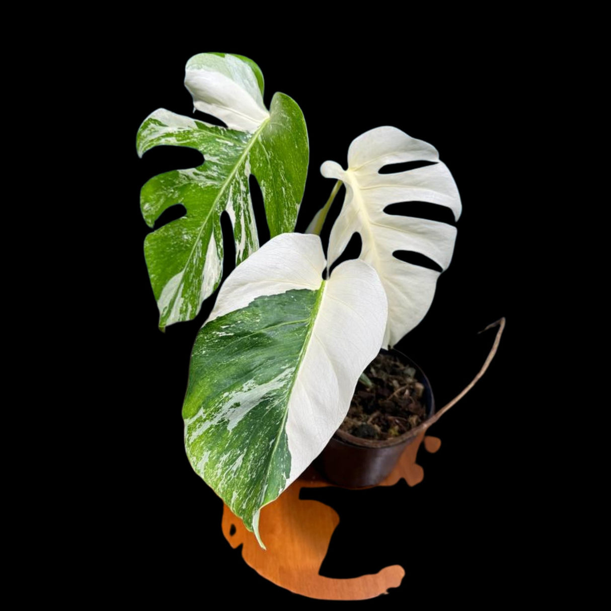 Monstera Albo Mature Plant in a Nursery Pot - Highly Variegated Monstera ALBO - US SELLER Same Plant