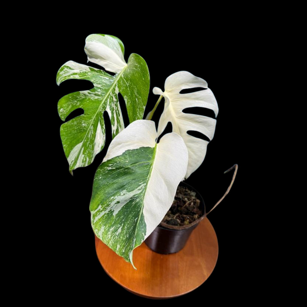 Monstera Albo Mature Plant in a Nursery Pot