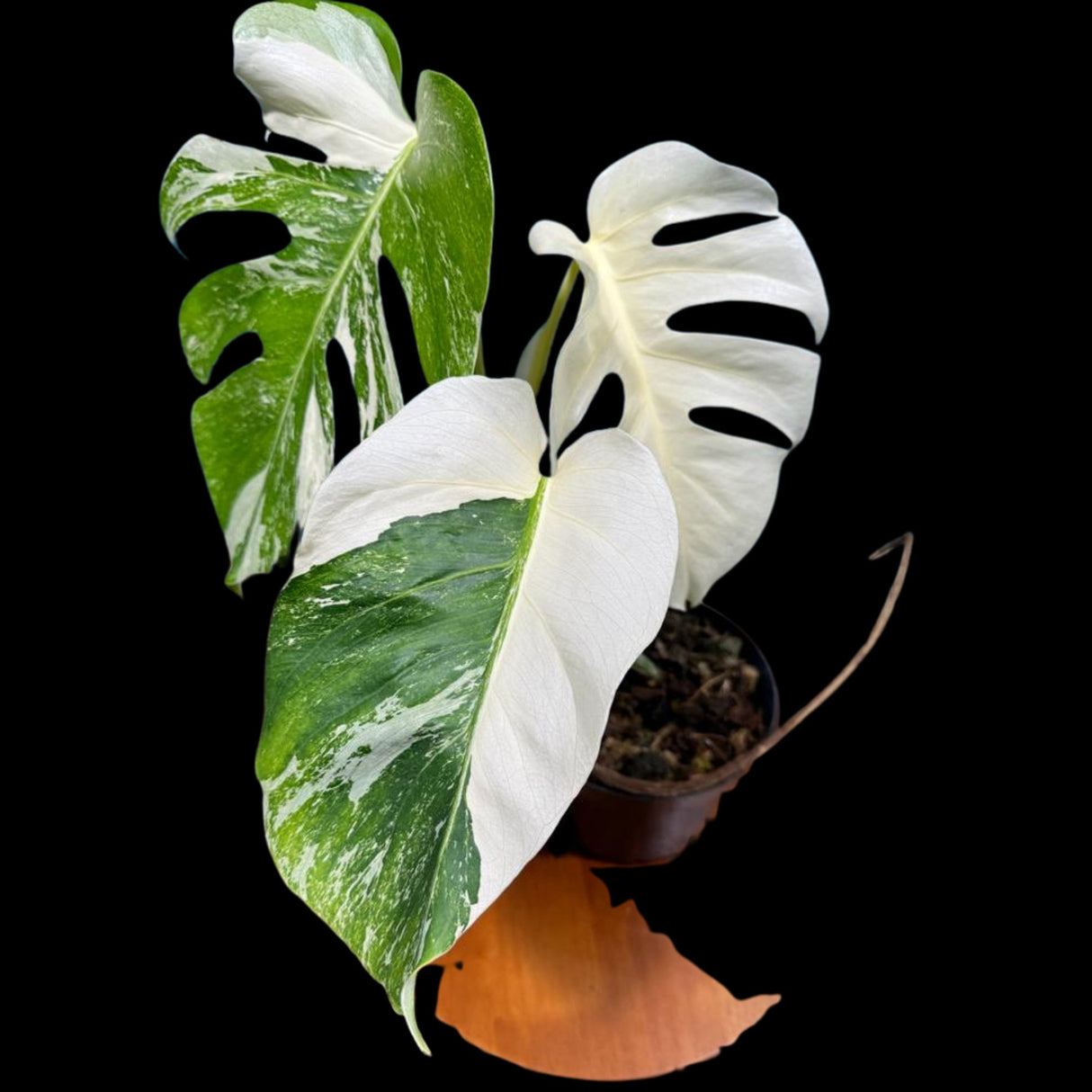 Monstera Albo Mature Plant in a Nursery Pot - Highly Variegated Monstera ALBO - US SELLER Same Plant