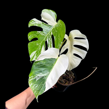 Monstera Albo Mature Plant in a Nursery Pot - Highly Variegated Monstera ALBO - US SELLER Same Plant