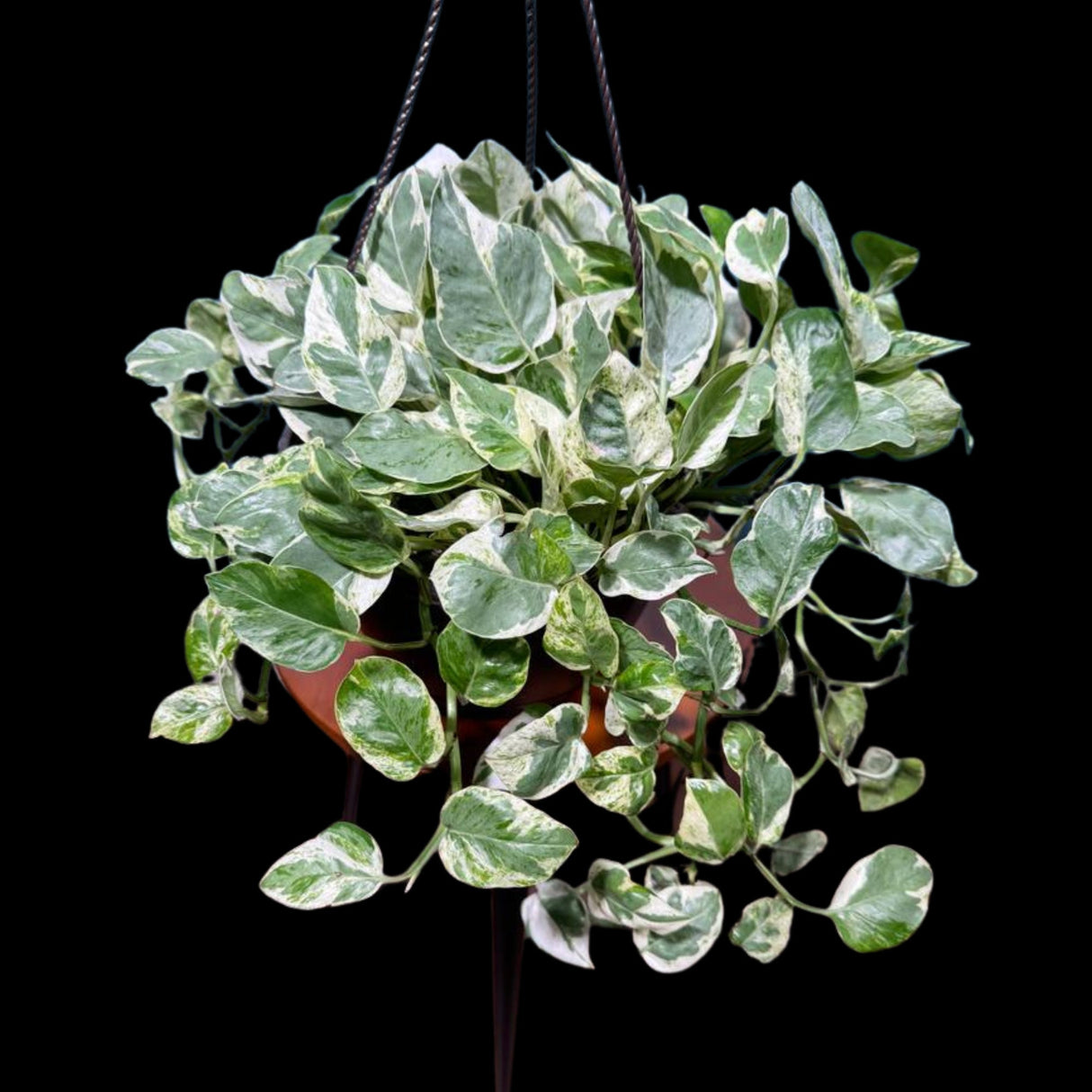 N'joy Pothos Plant in a 8" Hanging Basket