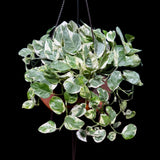 N'joy Pothos Plant in a 8" Hanging Basket