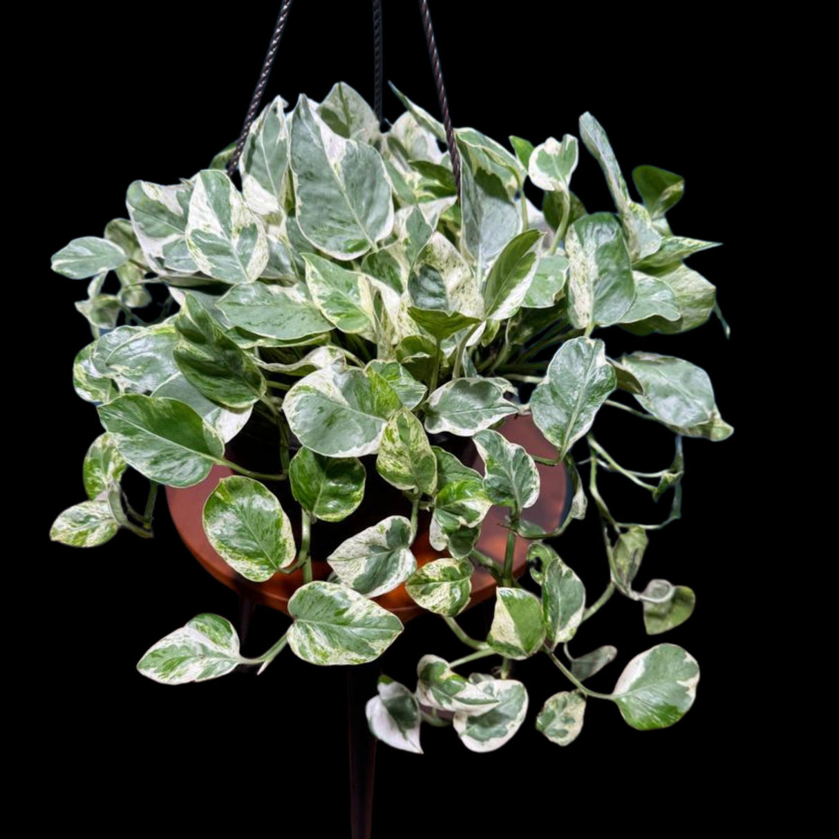 N'joy Pothos Plant in a 8" Hanging Basket