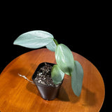 Philodendron Silver Sword starter plant in a 2" Pot