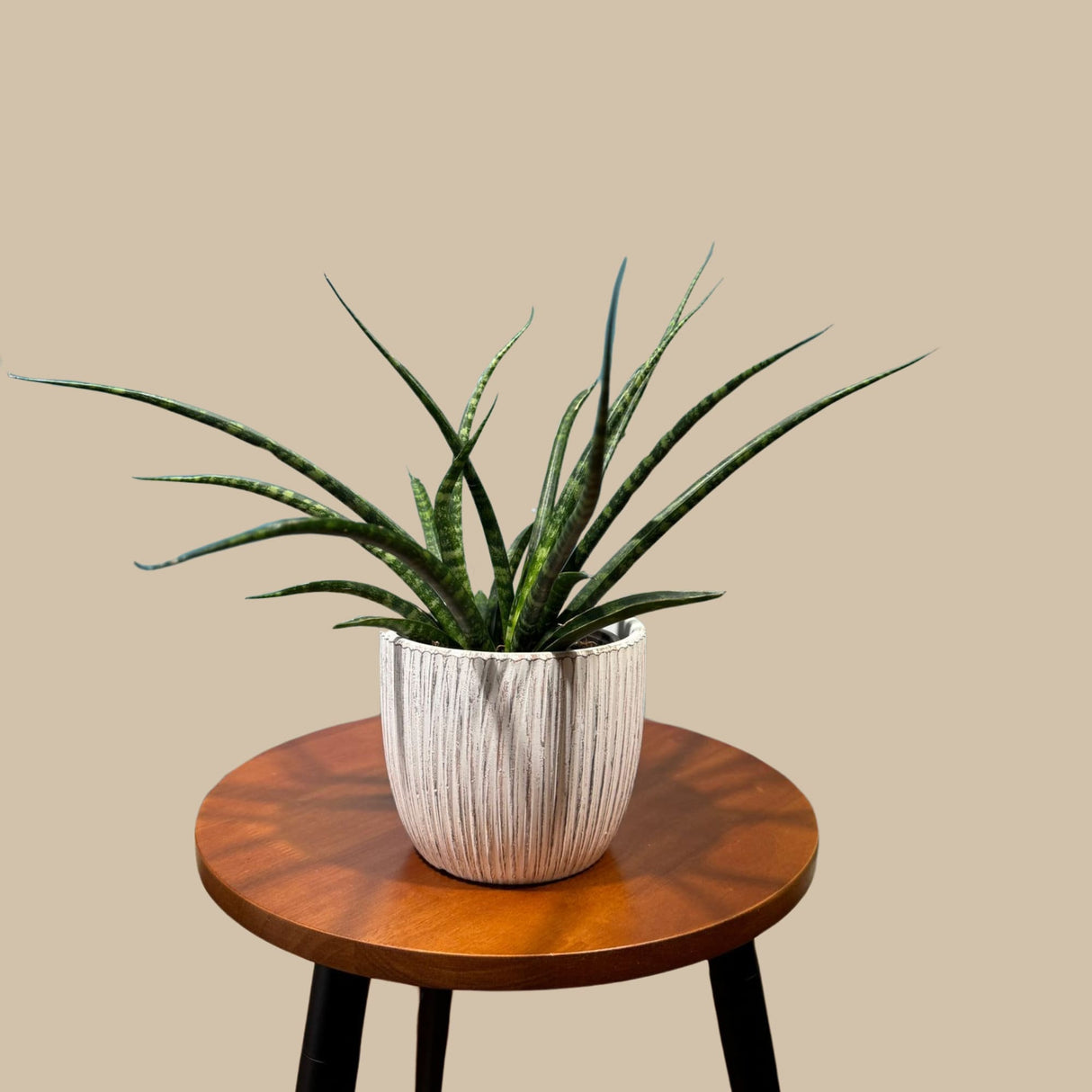 Rare Fernwood Mikado Snake Plant in 3” pot