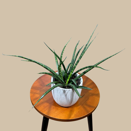 Rare Fernwood Mikado Snake Plant in 3” pot - Indoor Easy Care Low Maintenance Houseplant - Low Light Succulent - Live Houseplant - US seller