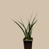 Live Fernwood Mikado Snake Plant in 2” pot - Indoor Easy Care Low Maintenance Low Light Succulent - Live Office Plant - Easy Plant For Kids