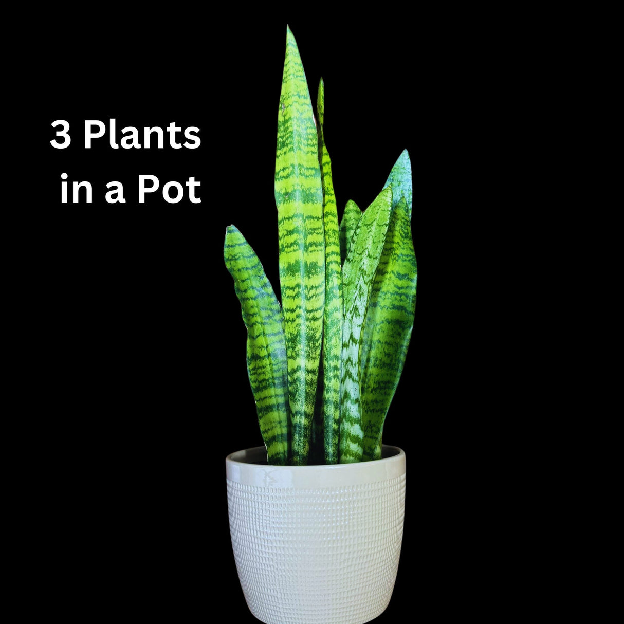 Snake Plant | Mother-In-Law's-Tongue Plant | Sansevieria Zeylanica | Indoor Plants | green Snake plant | Air Purifier Snake Plant