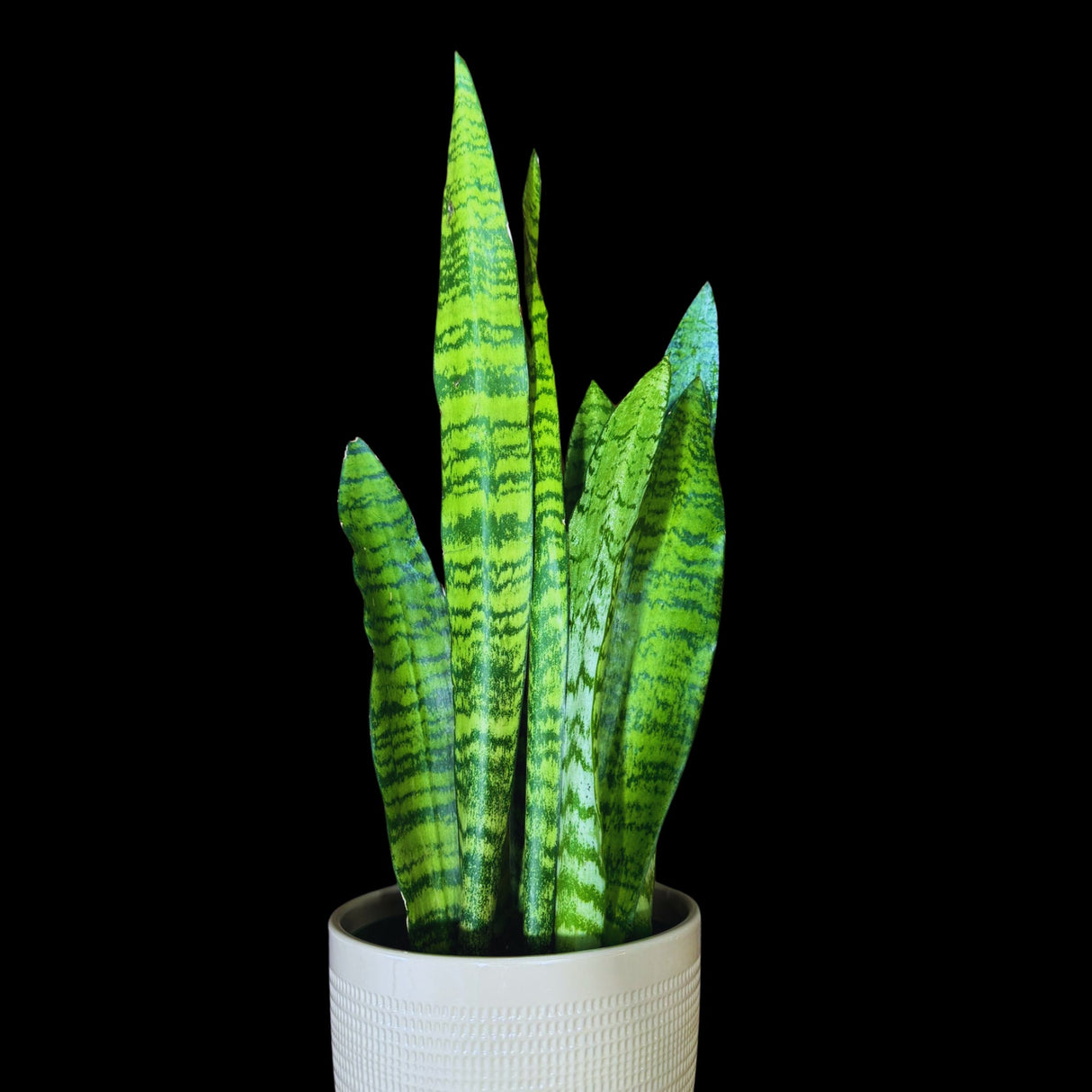 Snake Plant | Mother-In-Law's-Tongue Plant | Sansevieria Zeylanica | Indoor Plants | green Snake plant | Air Purifier Snake Plant