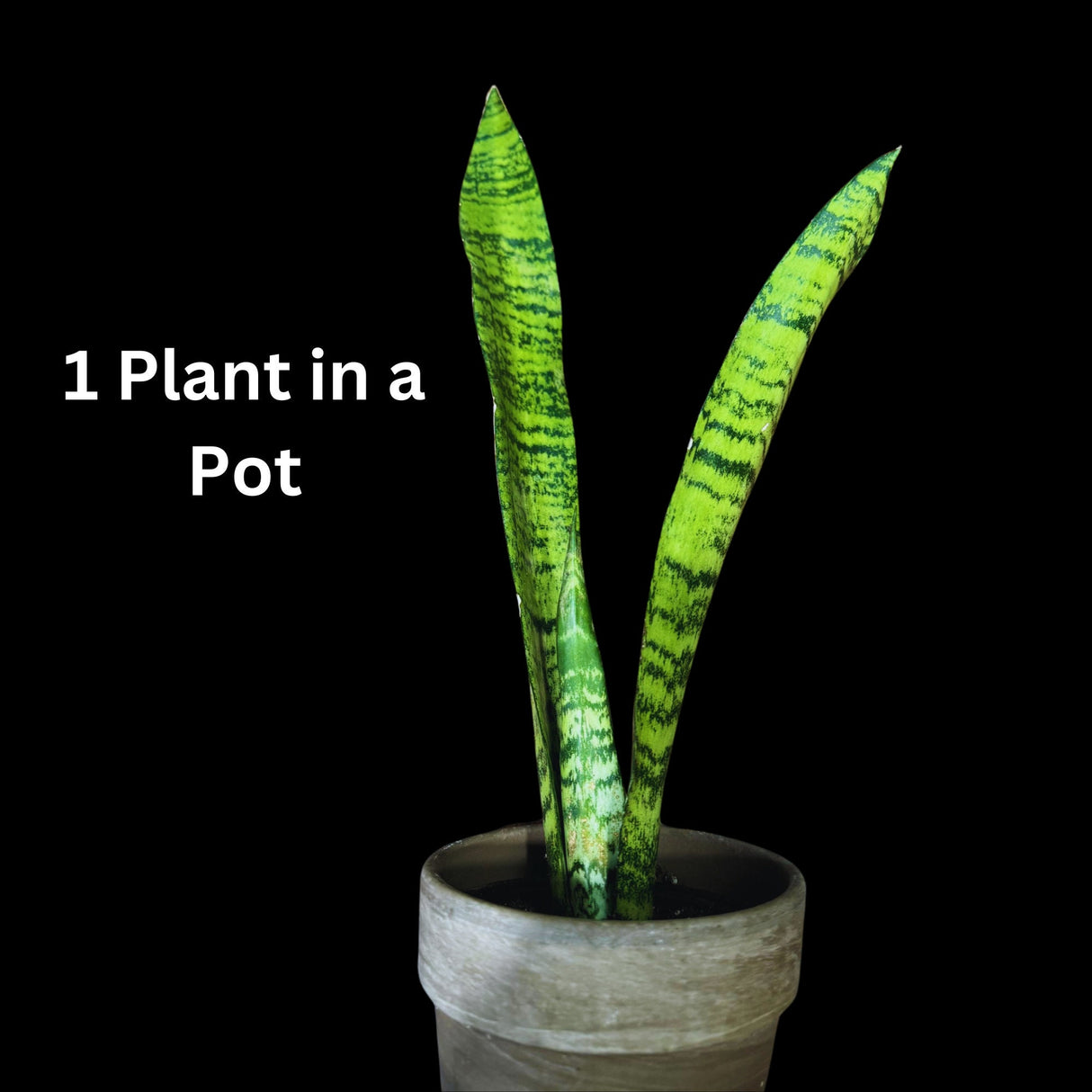 Snake Plant | Mother-In-Law's-Tongue Plant | Sansevieria Zeylanica | Indoor Plants | green Snake plant | Air Purifier Snake Plant
