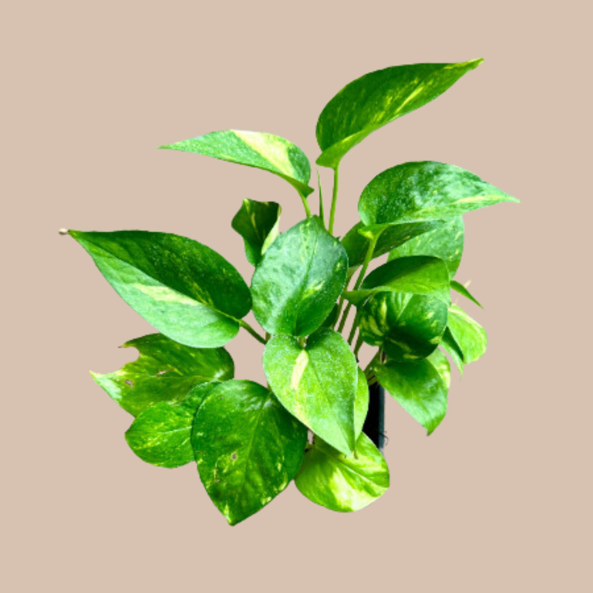 Golden Pothos Cuttings or in a Nursery Pot