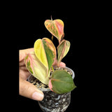 Rare Variegated Philodendron Mican Pink 6 Leaf Mature Plant in Nursery Pot