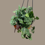 Silver Pothos in a 6" Hanging Basket