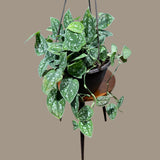 Silver Pothos in a 6" Hanging Basket