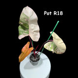 Variegated Philodendron Strawberry Shake in a pot