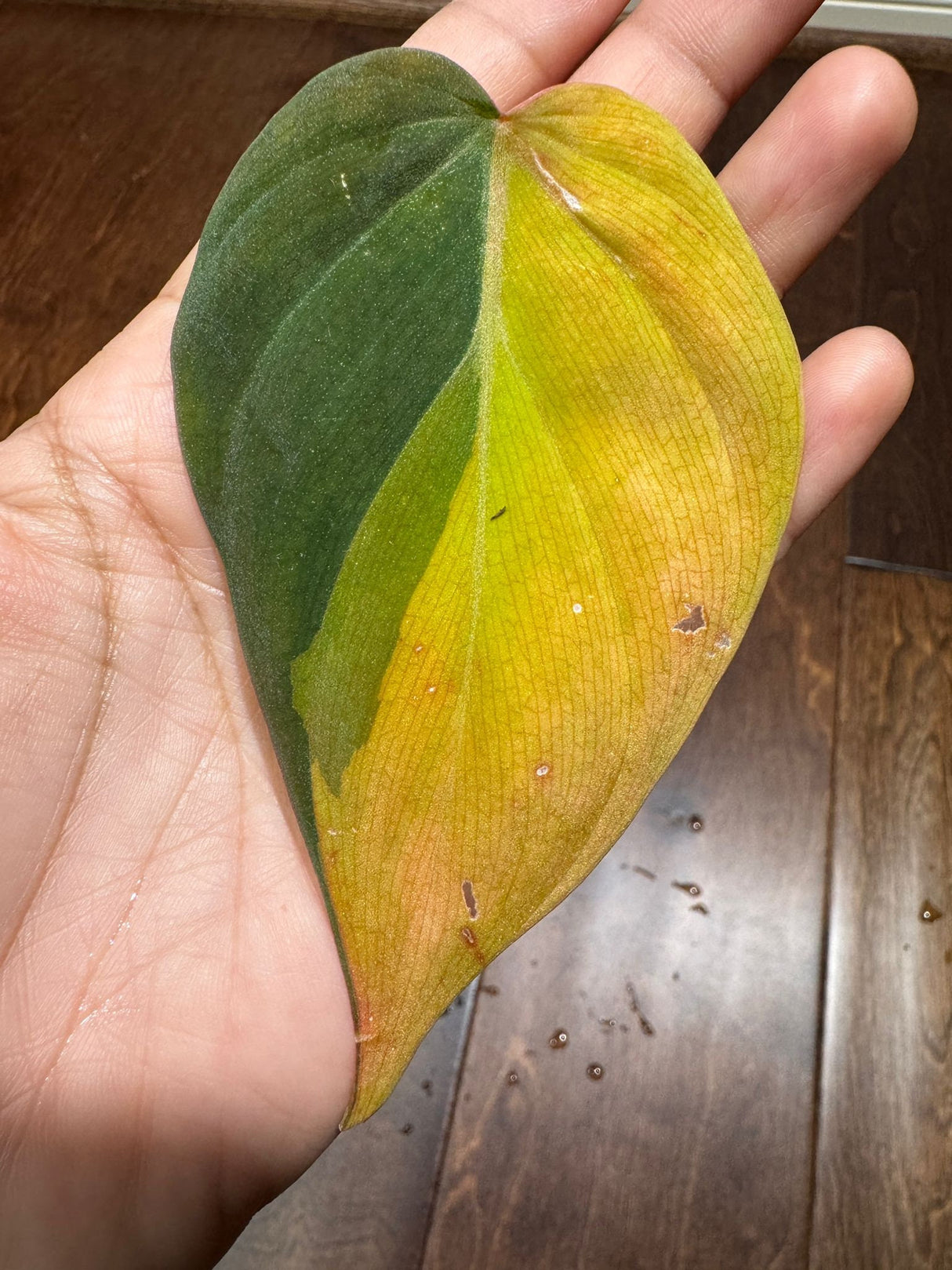 Rare Variegated Philodendron Mican Aurea High Variegated Leaf Cutting - US SELLER - SAME Cutting as the image
