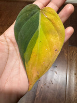 Rare Variegated Philodendron Mican Aurea High Variegated Leaf Cutting - US SELLER - SAME Cutting as the image