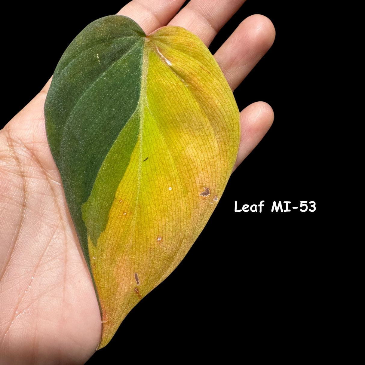 Rare Variegated Philodendron Mican Aurea High Variegated Leaf Cutting - US SELLER - SAME Cutting as the image