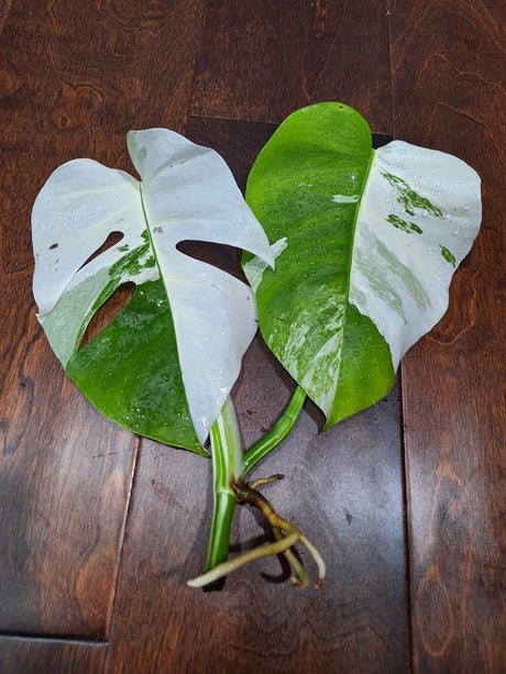 Monstera Albo Rooted Top Cut- Rare variegated Monstera Borsigiana albo