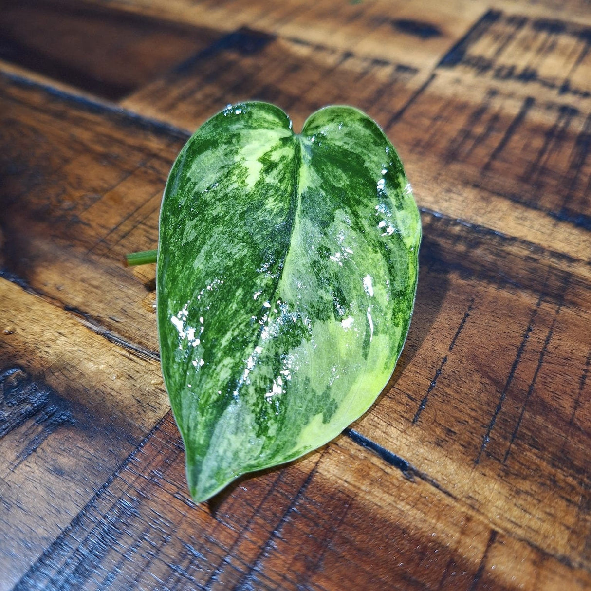 Scindapsus Jade Satin Variegated