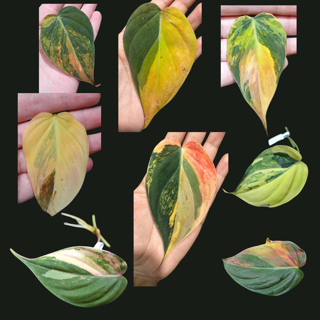 Rare Variegated Philodendron Mican Aurea Variegated Cutting - US SELLER