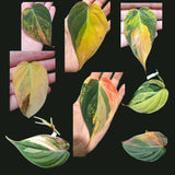 Rare Variegated Philodendron Mican Aurea Variegated Cutting - US SELLER