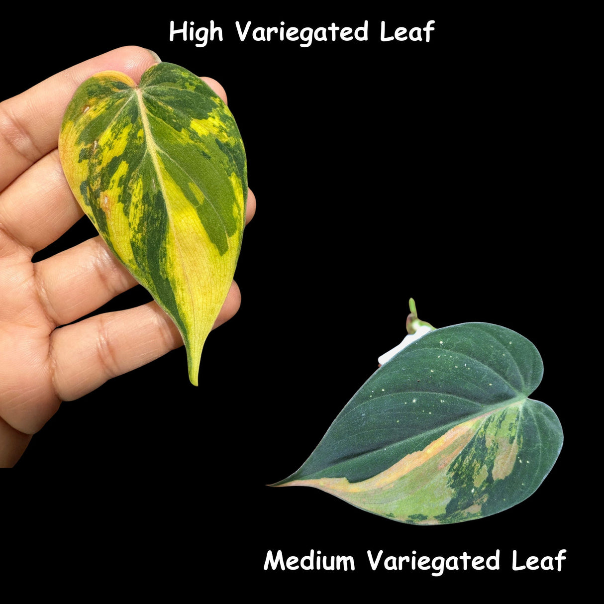 Rare Variegated Philodendron Mican Aurea Variegated Cutting - US SELLER