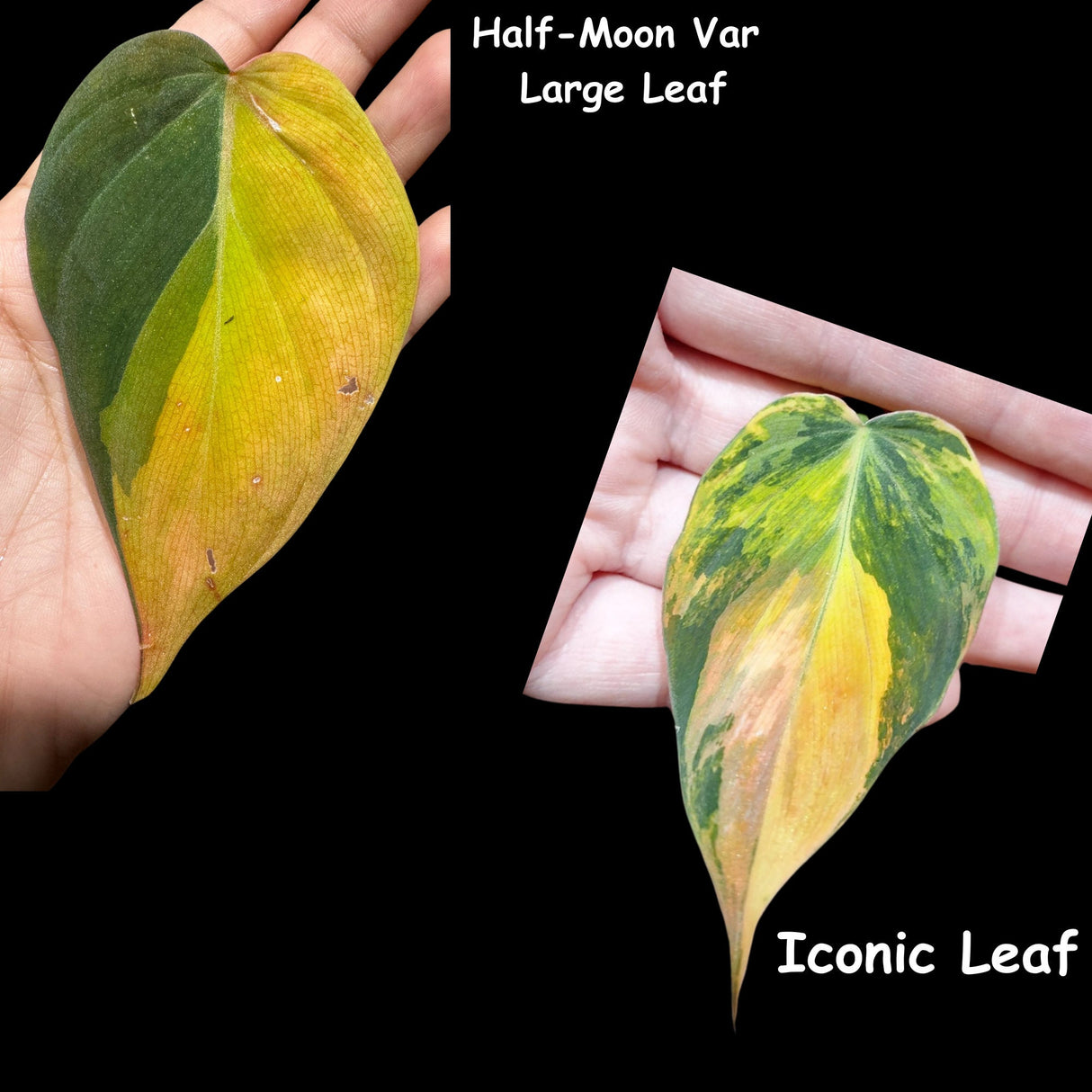 Rare Variegated Philodendron Mican Aurea Variegated Cutting - US SELLER