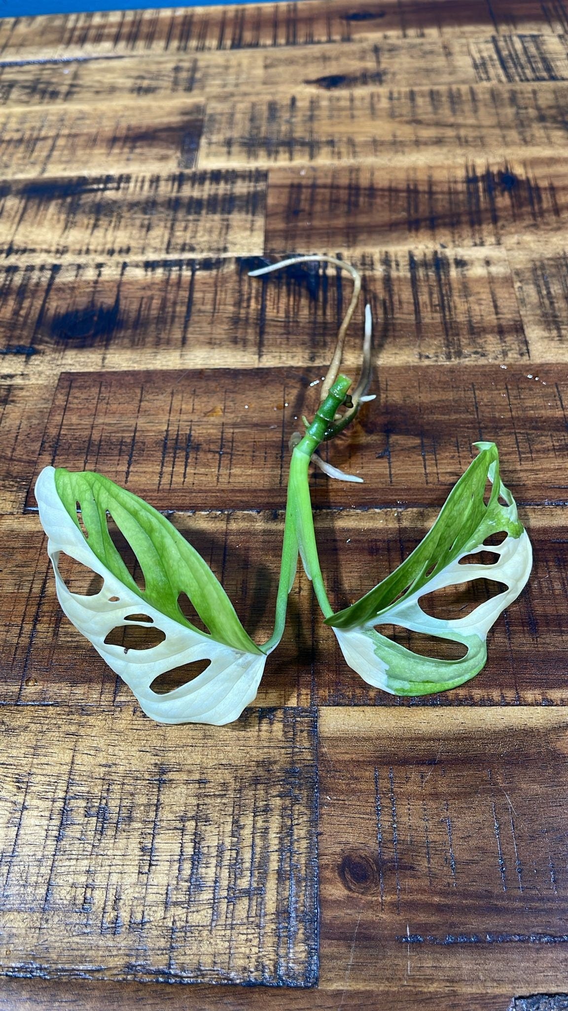 Monstera Adansonii Albo High Variegated Swiss Cheese Premium Color Swiss - EXACT SAME Top Cut as pictures - US Seller