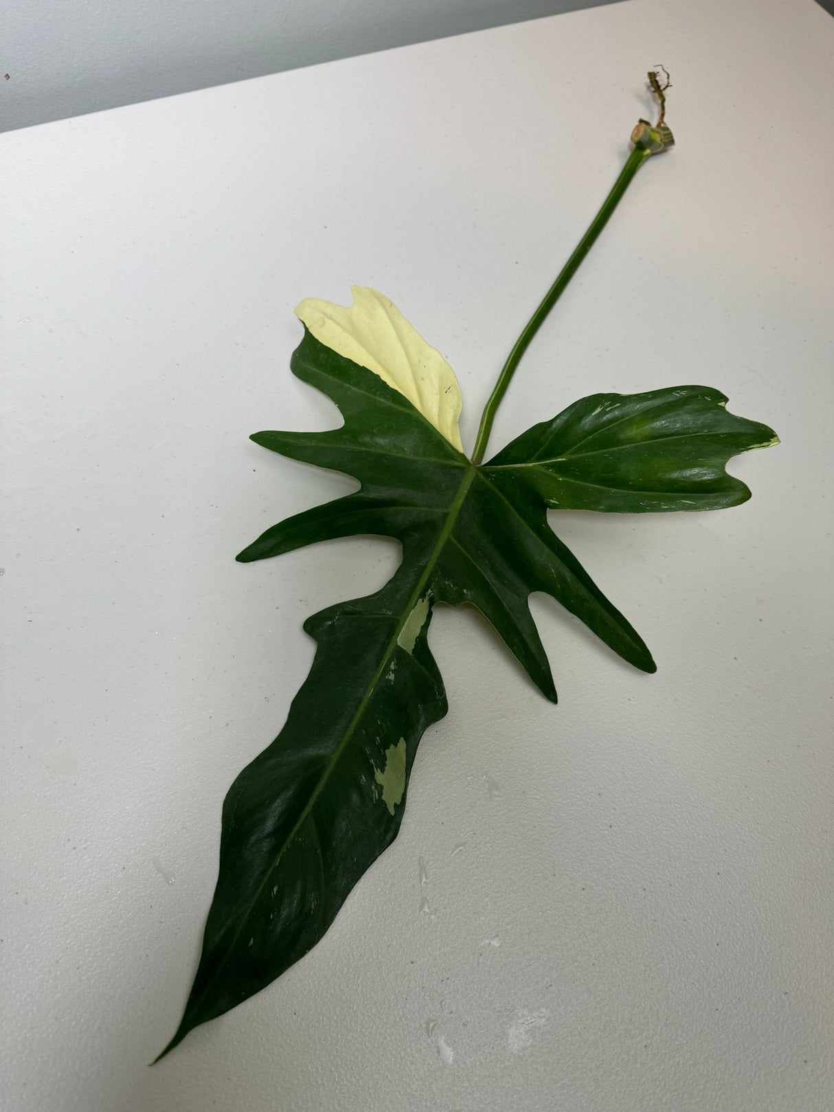 Philodendron Golden Dragon Variegated Cutting - Collector Rare Indoor Plants - EXACT SAME plant - USA Seller
