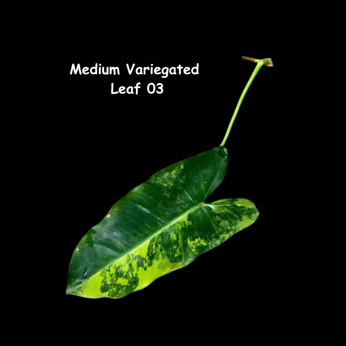 Variegated Burle Marx Philodendron Cuttings- Indoor & Outdoor Live Tropical House plant -  Live Plants - US Seller