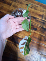 High Variegated White Monstera Adansonii Albo in a Nursery Pot - Swiss Cheese Premium Color Potted Plant- SAME pot as Image - US Seller