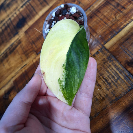 Variegated Scindapsus Jade Satin in a Nursery Pot