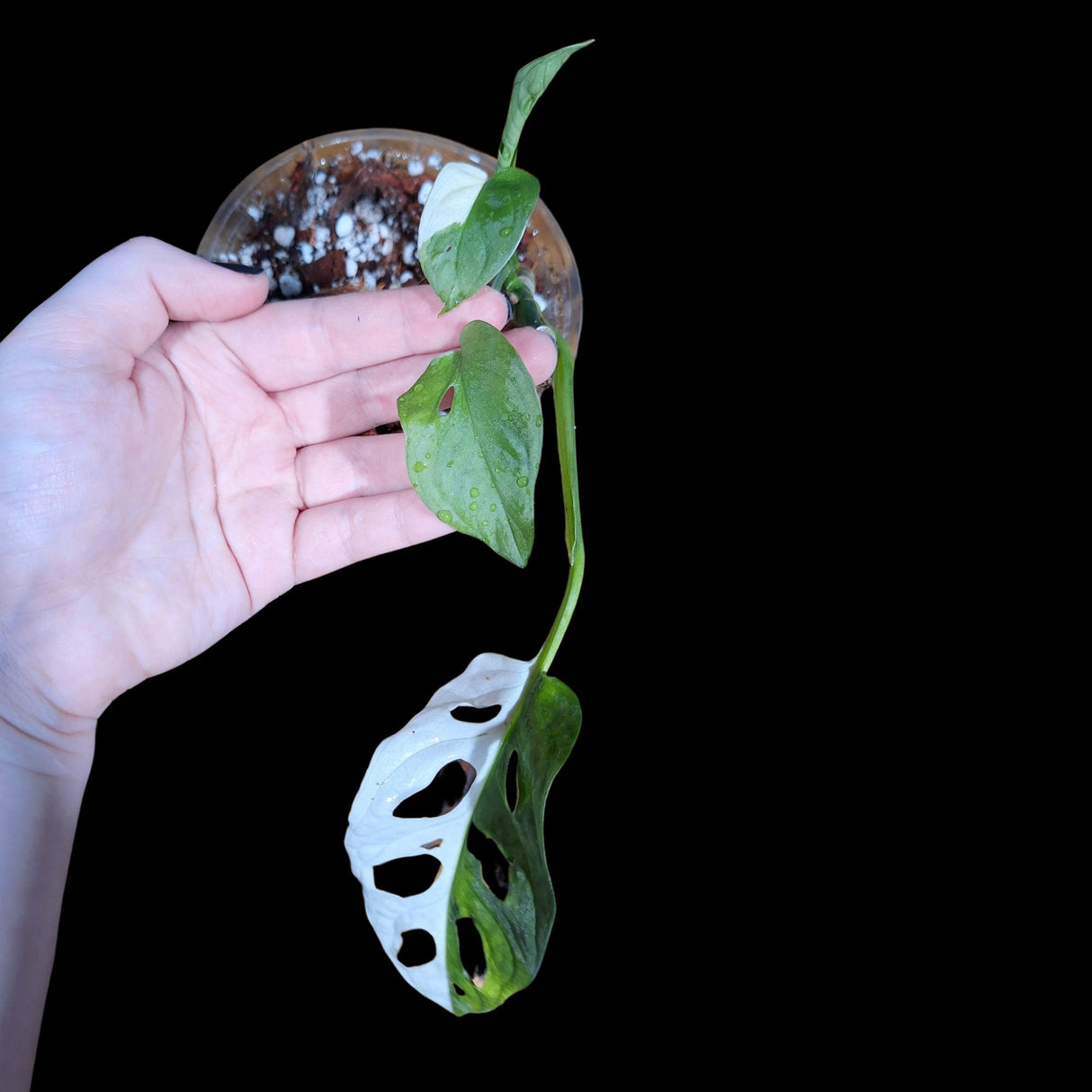 High Variegated White Monstera Adansonii Albo in a Nursery Pot - Swiss Cheese Premium Color Potted Plant- SAME pot as Image - US Seller