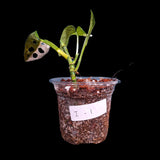 High Variegated White Monstera Adansonii Albo in a Nursery Pot - Swiss Cheese Premium Color Potted Plant- SAME pot as Image - US Seller
