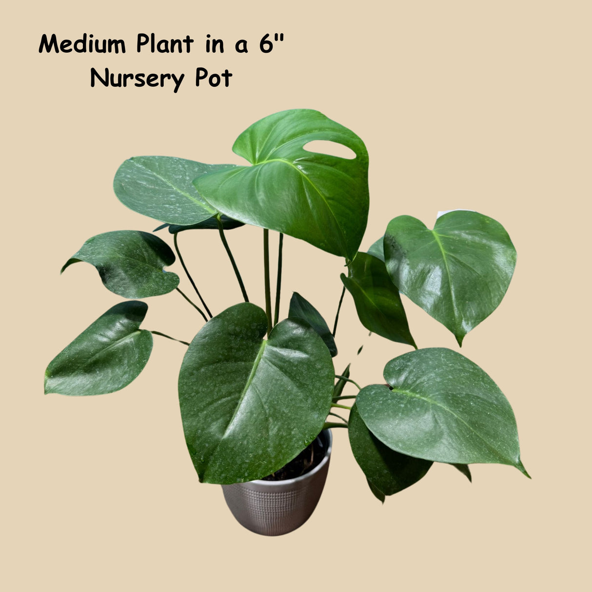 Monstera Deliciousa in a nursery pot, easy care indoor plant, low light houseplant, Air purifying Rare Monstera plant