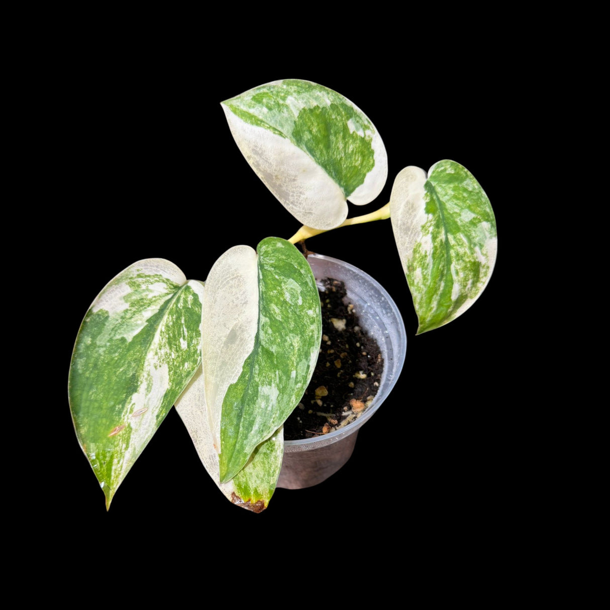 Variegated Scindapsus Jade Satin in a Nursery Pot