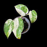 Variegated Scindapsus Jade Satin in a Nursery Pot