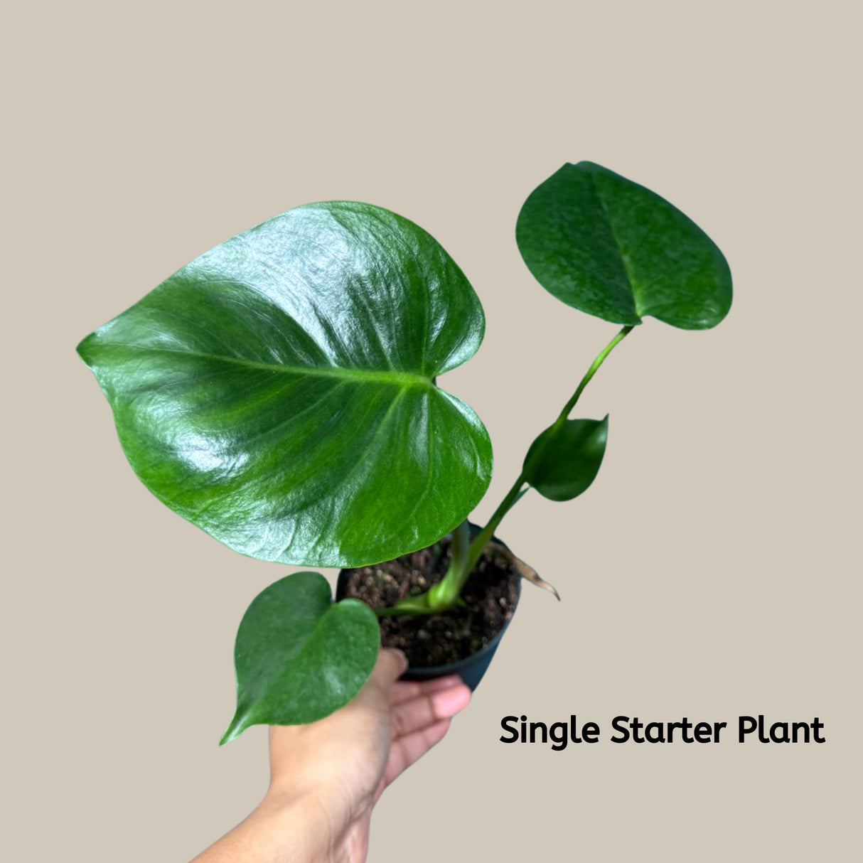 Monstera Deliciousa in a nursery pot, easy care indoor plant, low light houseplant, Air purifying Rare Monstera plant