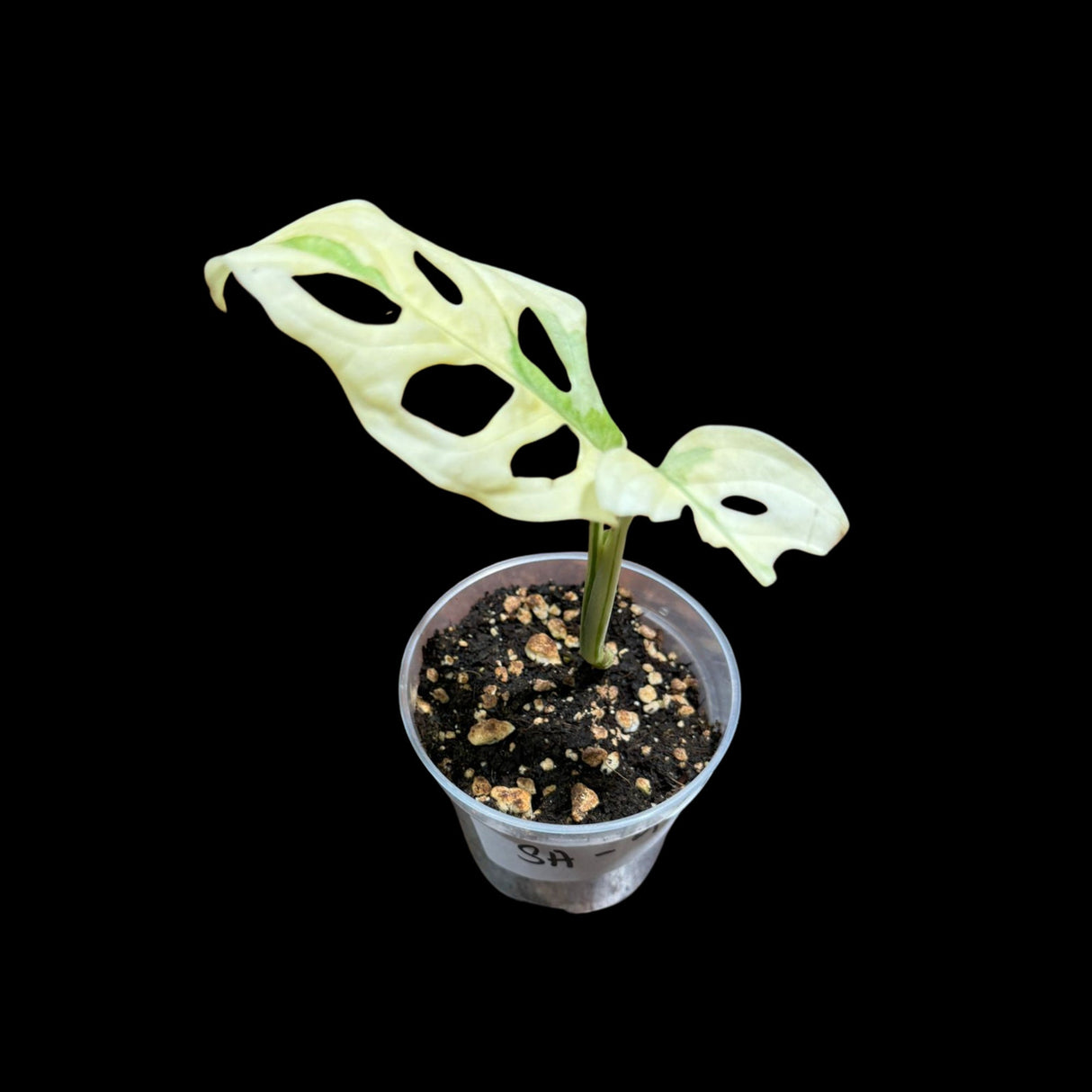 High Variegated All White Monstera Adansonii Albo in a Nursery Pot - Swiss Cheese Premium Color 2 leaf Plant- SAME pot as Image - US Seller
